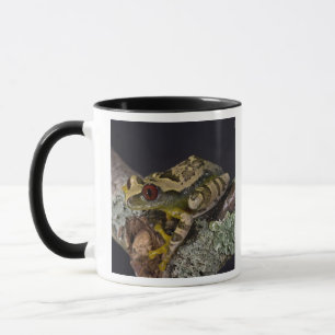 African Red Eye Treefrog, Leptopelis Mug