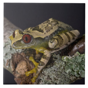African Red Eye Treefrog, Leptopelis Tile