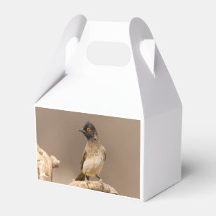 African Red-Eyed Bulbul Favor Box