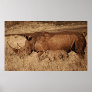 African Rhino mom and baby Poster