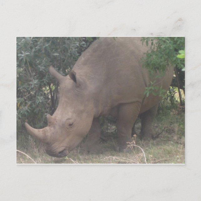 African Rhino Postcard (Front)