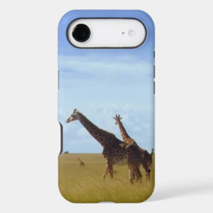 African Safari Giraffes