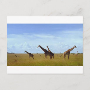 African Safari Giraffes Postcard