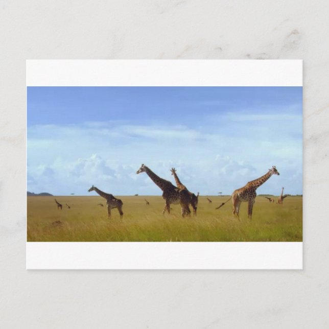 African Safari Giraffes Postcard (Front)