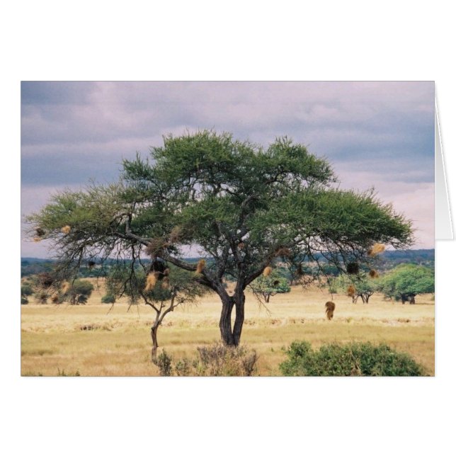 African Sausage Tree (Front Horizontal)