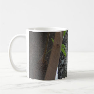 African Scops owl sleeping in a tree Coffee Mug
