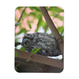 African Scops owl sleeping in a tree Magnet