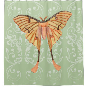 African Silk Moth