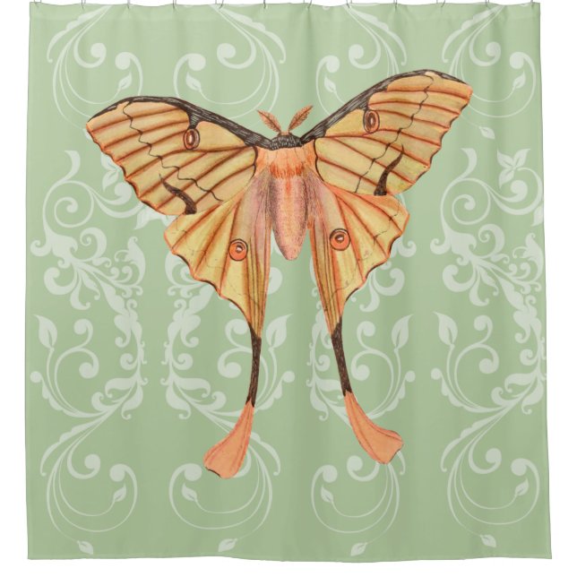 African Silk Moth (Front)