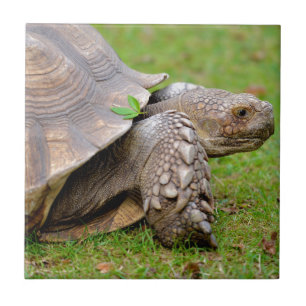 African spurred tortoise on grass tile