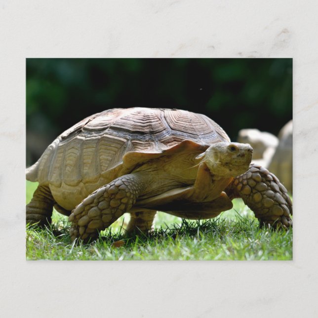 African spurred tortoise walking on grass postcard (Front)