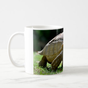 African spurred tortoise walking on grass postcard coffee mug