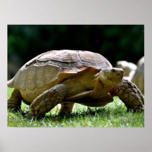 African spurred tortoise walking on grass postcard poster
