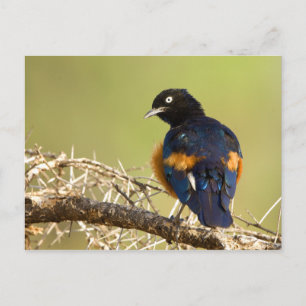 African Starling Postcard