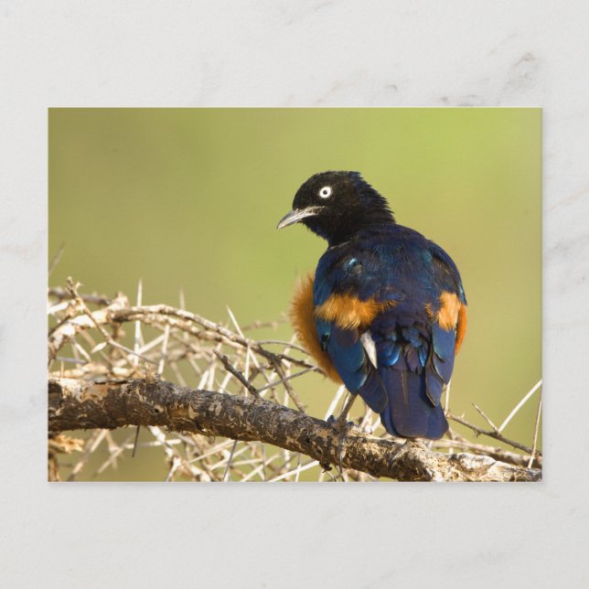 African Starling Postcard (Front)