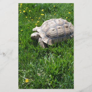 African sulcata tortoise stationery