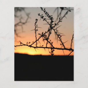 African sunset flyer
