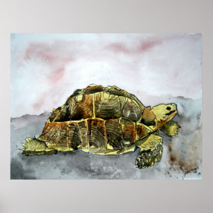 african tortoise land turtle poster print painting