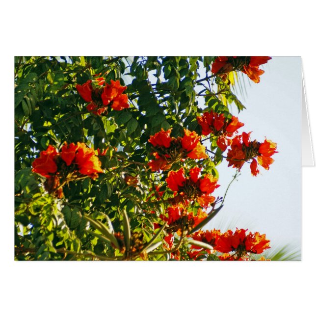 African Tulip Tree, Bucerias, Mexico (Front Horizontal)