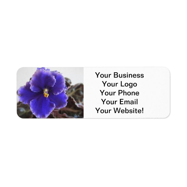 African Violet Blooming (Front)