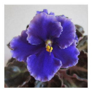 African Violet Blooming Poster