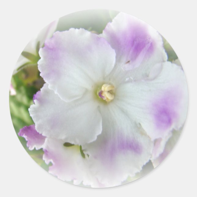 African Violet Blossom Classic Round Sticker (Front)
