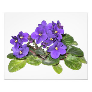 African violet photo print