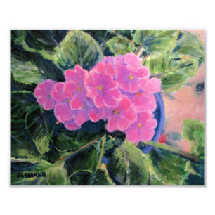 African Violet Photo Print