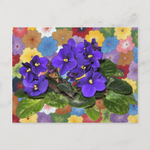 African violet postcard