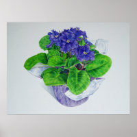 African Violet