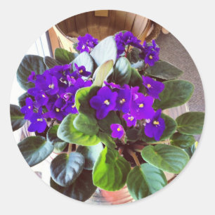 African Violet Stationery Classic Round Sticker