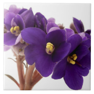African violet tile