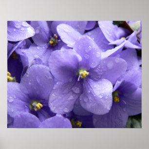 African Violets Macro Floral Print