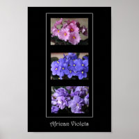African Violets