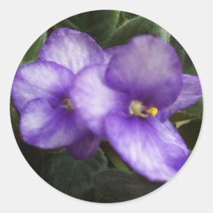African Violets Sticker