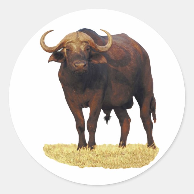 African Water Buffalo Classic Round Sticker (Front)