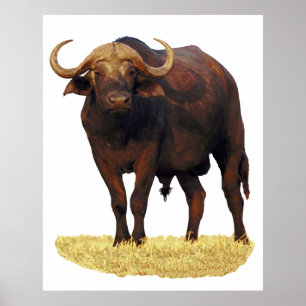 African Water Buffalo Poster 32 x 40"