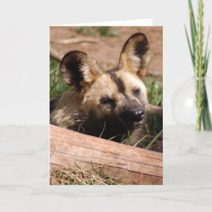 african-wild-dog-012 holiday card