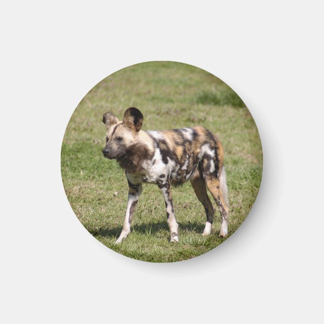 african-wild-dog-016 magnet (Front)