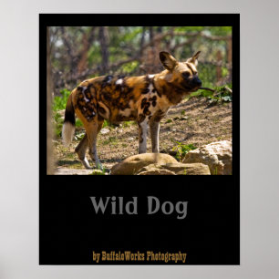 African Wild Dog 1932 Poster