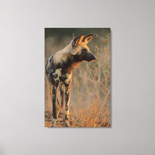 African Wild Dog (Lycaon Pictus), Kruger Canvas Print