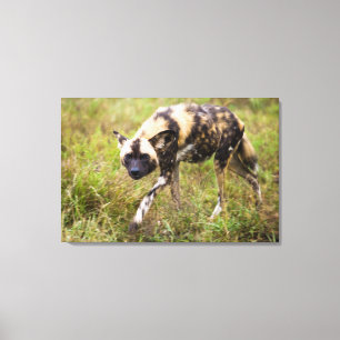 African Wild Dog (Lycaon Pictus), Madikwe Game Canvas Print