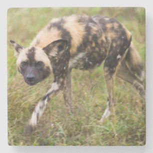 African Wild Dog (Lycaon Pictus), Madikwe Game Stone Coaster