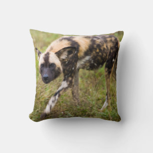African Wild Dog (Lycaon Pictus), Madikwe Game Throw Pillow