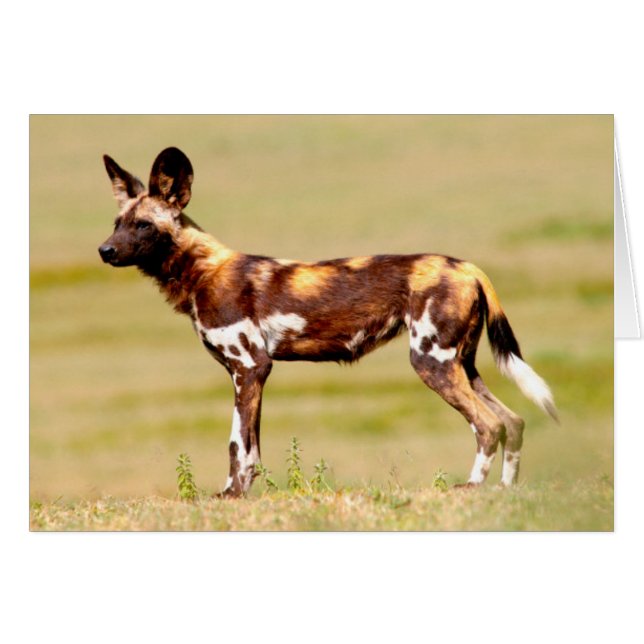 African Wild Dog (Lycaon Pictus) Standing (Front Horizontal)