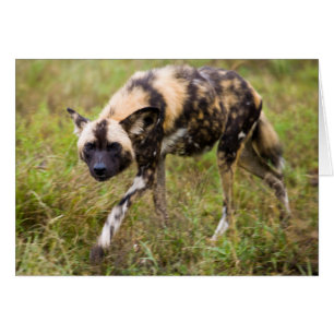 African Wild Dog, Madikwe Game