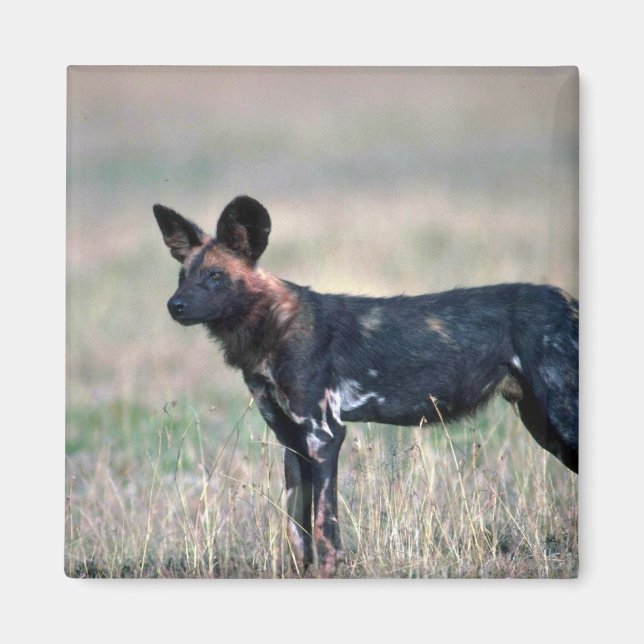 African Wild Dog Magnet (Front)