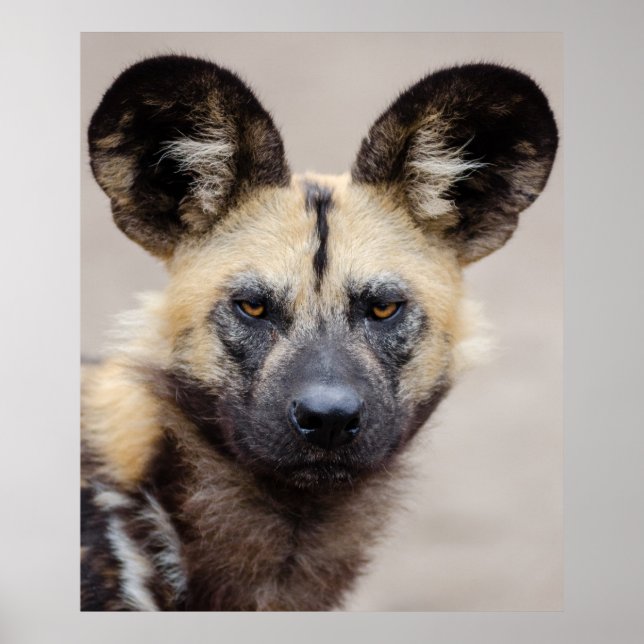 African Wild Dog (Painted Dog) Poster (Front)