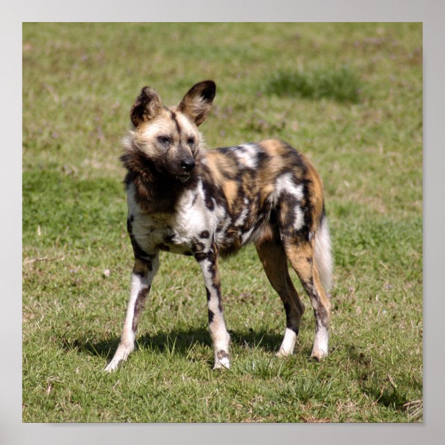 African Wild Dog Poster (Front)