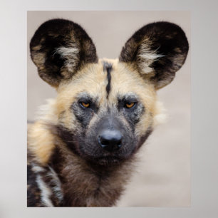African wild dog poster